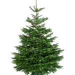Kerstboom 2.00-2.50 meter