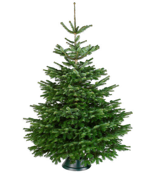 Kerstboom 1.00-1.50 meter