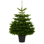 Kerstboom in pot 80-100 cm