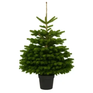 Kerstboom in pot 80-100 cm