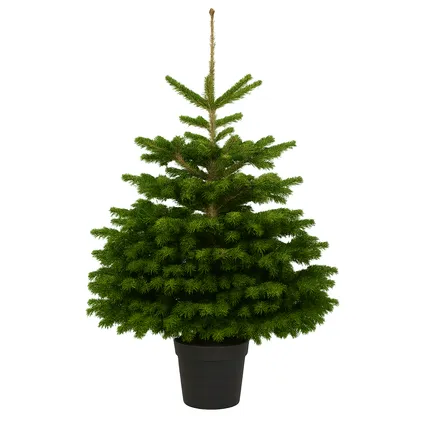 Kerstboom in pot 80-100 cm